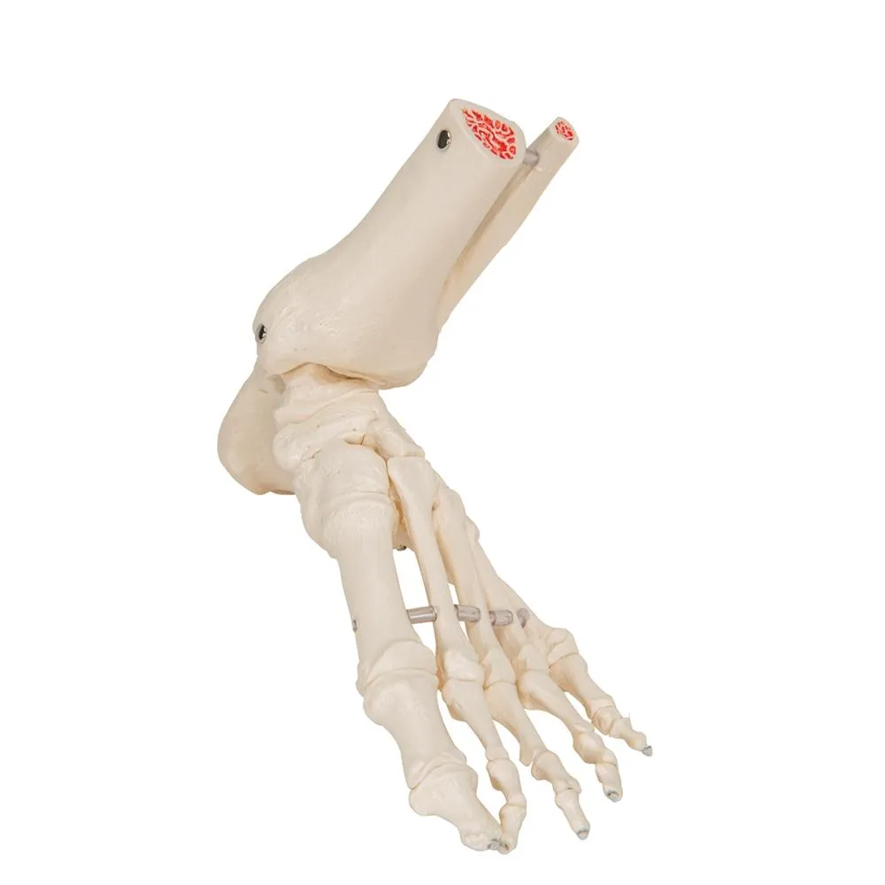 Loose Foot and Ankle Skeleton